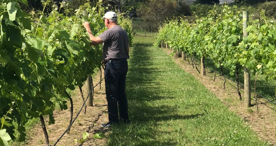 Tucking of grape vines - Waterton Hall Wines
