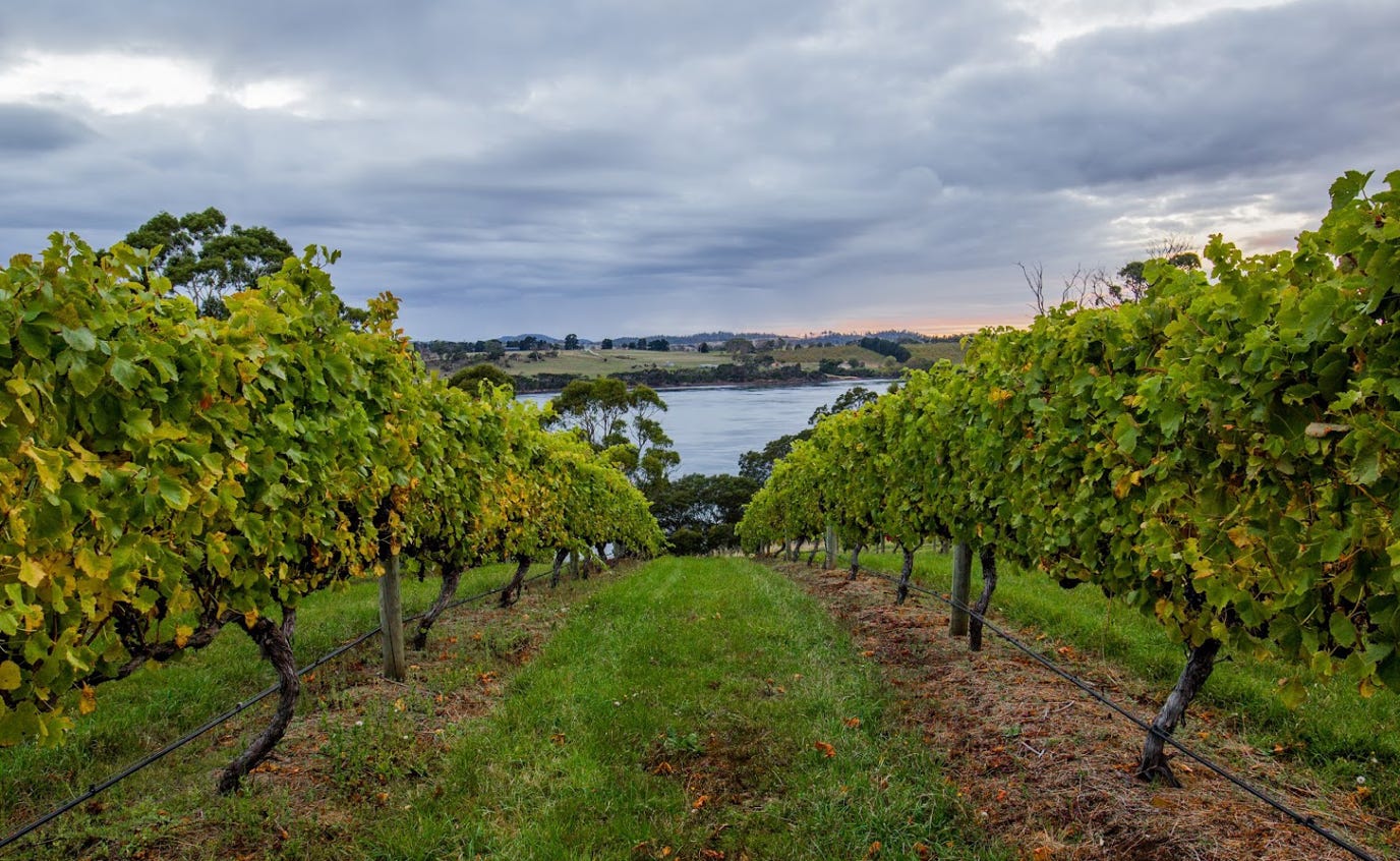 Waterton Hall Vineyard overlooking the Tamar River